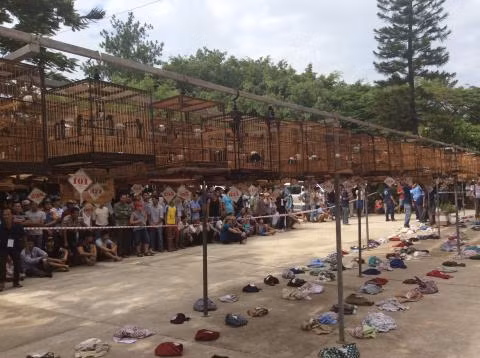 Giám đốc Sở tuổi 30 kể lại vụ mất trộm chim - Ảnh 2