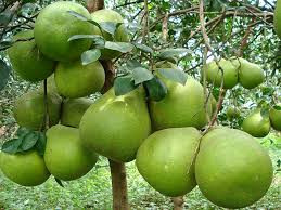 Loại quả mùa hè càng ăn càng giảm cân ảnh 2 Loại quả mùa hè càng ăn càng giảm cân
