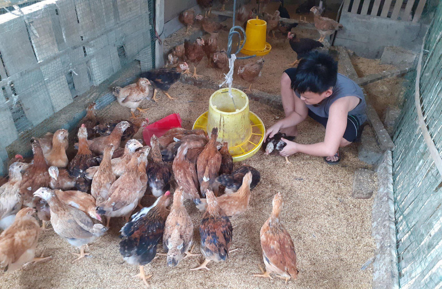 Học sinh Trường TH&amp;THCS Thanh Thịnh hào hứng khi được tự tay chăm sóc “Đàn gà khăn quàng đỏ”.