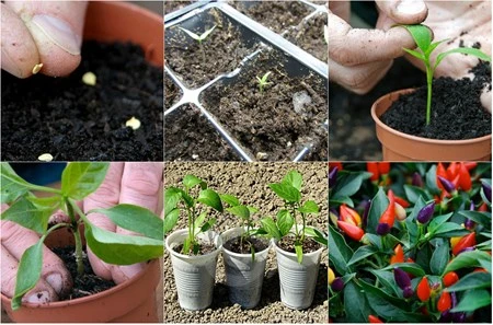 Trồng ớt bi, ớt chuông nhiều màu độc lạ: Ngon ăn, đẹp nhà, hợp phong thủy