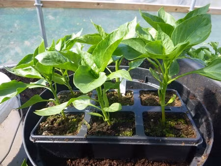 Trong ot bi, ot chuong nhieu mau doc la: Ngon an, dep nha, hop phong thuy