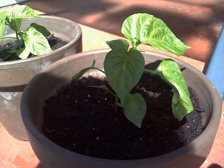 Trong ot bi, ot chuong nhieu mau doc la: Ngon an, dep nha, hop phong thuy