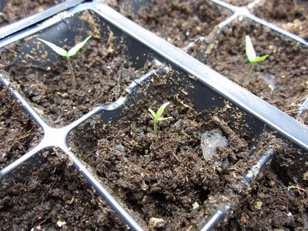 Trong ot bi, ot chuong nhieu mau doc la: Ngon an, dep nha, hop phong thuy