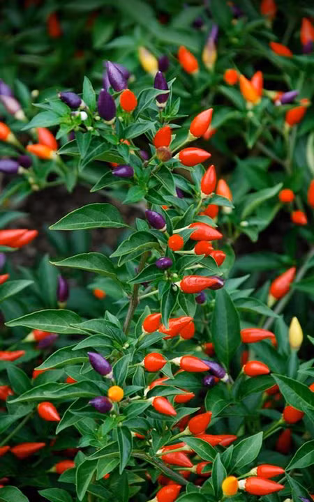 Trong ot bi, ot chuong nhieu mau doc la: Ngon an, dep nha, hop phong thuy