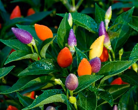 Trong ot bi, ot chuong nhieu mau doc la: Ngon an, dep nha, hop phong thuy