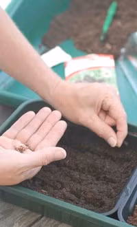 Trong ot bi, ot chuong nhieu mau doc la: Ngon an, dep nha, hop phong thuy