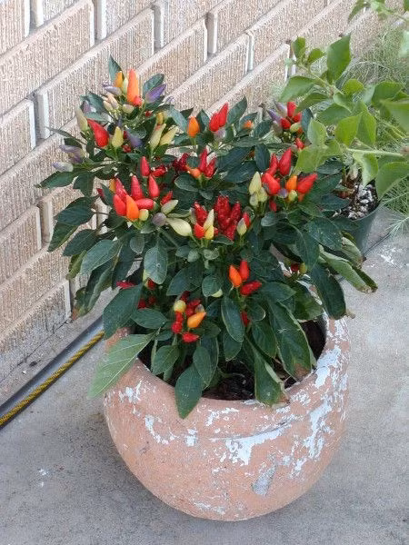 Trong ot bi, ot chuong nhieu mau doc la: Ngon an, dep nha, hop phong thuy