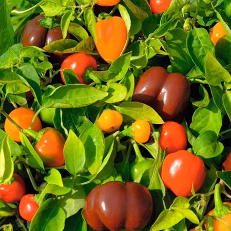 Trong ot bi, ot chuong nhieu mau doc la: Ngon an, dep nha, hop phong thuy