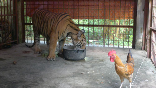 Hiện tại khẩu phần ăn của mỗi con hổ này là 1,2 triệu đồng/ngày. Ảnh: Hải Bình ho-4-6576-1403003004-6237-1417836504.jpg