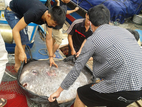 Những con cá