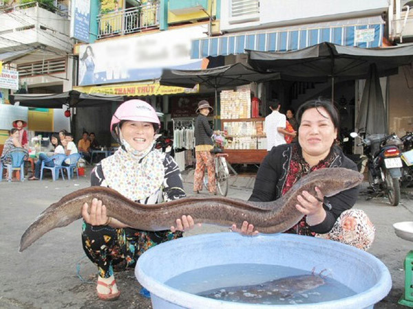 Những con cá