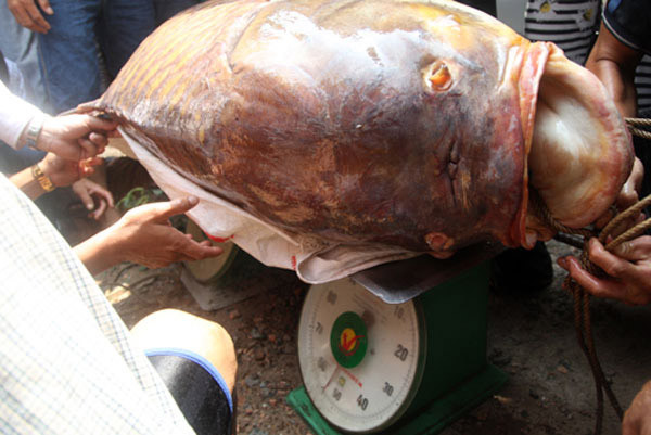Những con cá
