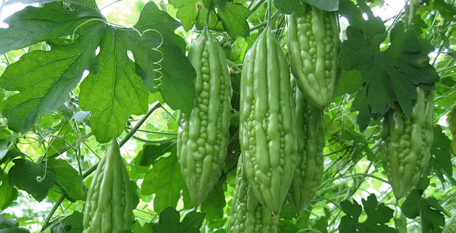 Những “thần dược” rất dễ tìm giúp loại bỏ độc tố trong máu, hãy nhớ để ăn thường xuyên ảnh 1