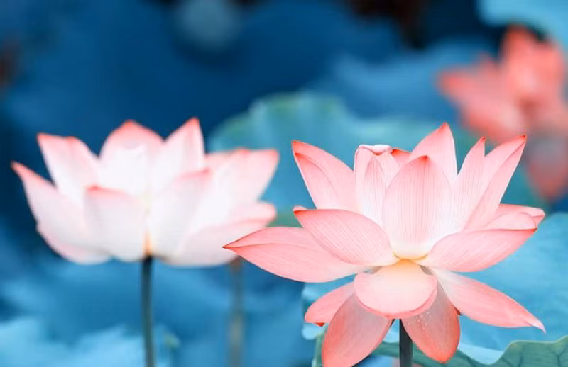 Trong bài thơ Quốc tộ, Thiền sư Pháp Thuận đã khẳng định giang san bền vững với một nền thái bình muôn thuở, trong đó nhà vua lấy đức để trị.