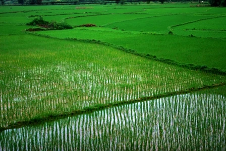 Chuyển mục đích sử dụng đất tại tỉnh Hưng Yên 