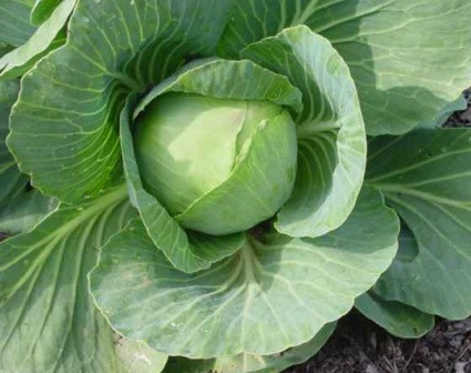 rau bắp cải chống lão hóa