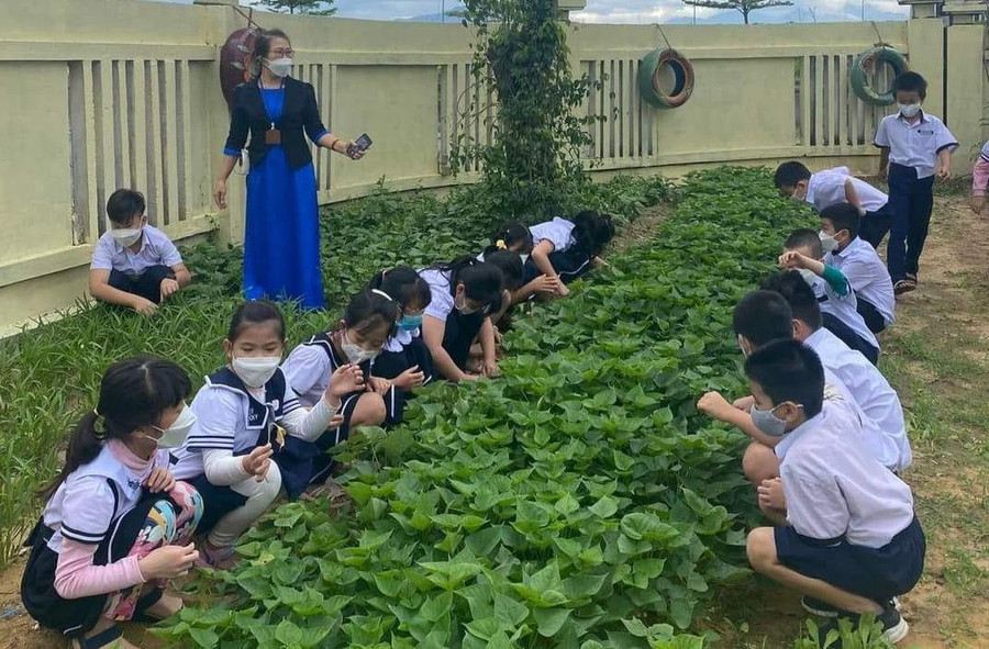 Học sinh Trường Tiểu học Võ Thị Sáu (quận Liên Chiểu) trong giờ học thực tế chăm sóc cây trồng tại vườn trường. Học sinh Trường Tiểu học Võ Thị Sáu (quận Liên Chiểu) trong giờ học thực tế chăm sóc cây trồng tại vườn trường.