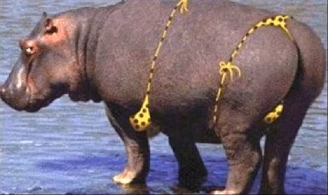 Thú cưng mặc bikini đi tắm biển