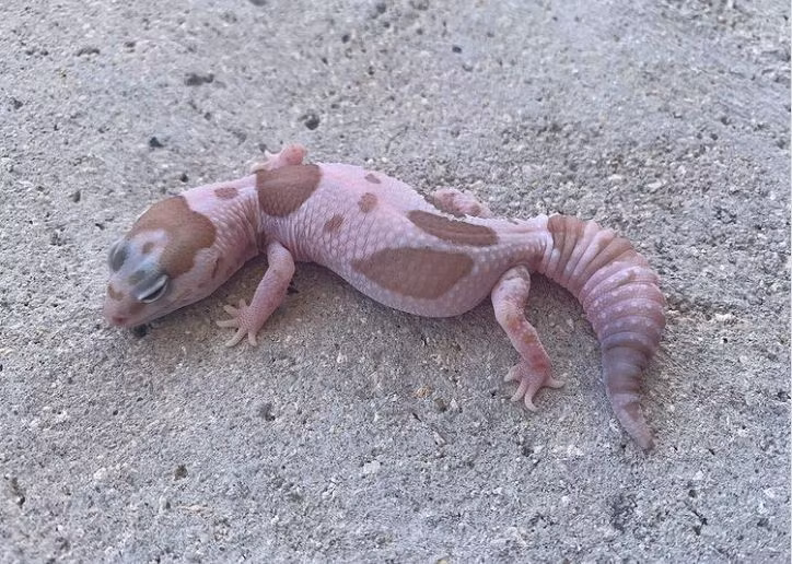 Con tắc kè đuôi béo châu Phi dành phần lớn thời gian để ẩn náu. Nó thực sự có thể trở thành một vật nuôi trong nhà, bởi loài động vật này không hung dữ và thích nghi với con người khá dễ dàng.