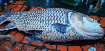 Con cá hô vàng nặng khoảng 130 kg rất hiếm gặp