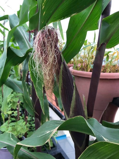 Vườn rau sạch 200m2 sum suê cây trái của nữ giám đốc Sài Gòn ảnh 13