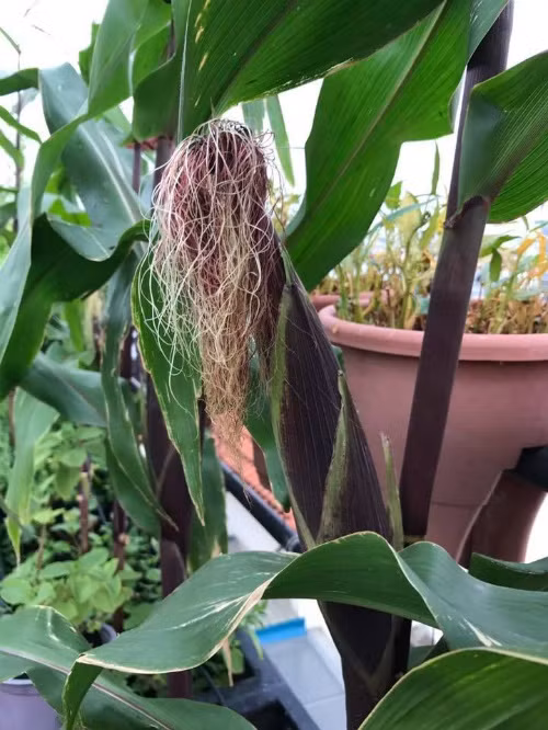 Vườn rau sạch 200m2 sum suê cây trái của nữ giám đốc Sài Gòn ảnh 13