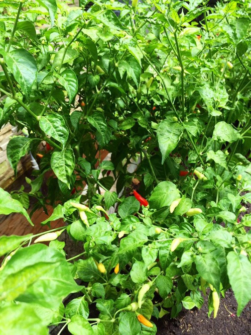 Vườn rau sạch 200m2 sum suê cây trái của nữ giám đốc Sài Gòn ảnh 12