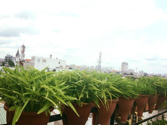 Vườn rau sạch 200m2 sum suê cây trái của nữ giám đốc Sài Gòn ảnh 2