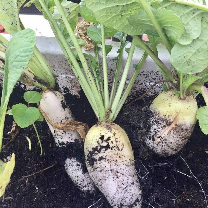 Vườn rau sạch 200m2 sum suê cây trái của nữ giám đốc Sài Gòn ảnh 8