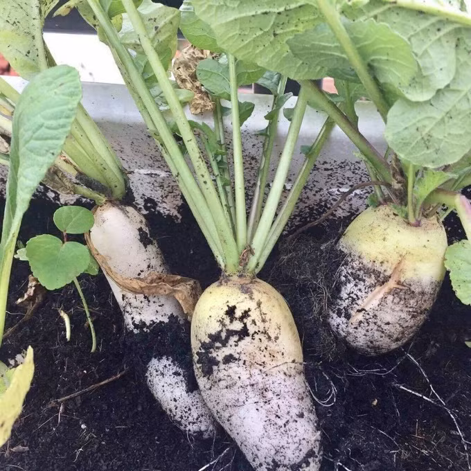 Vườn rau sạch 200m2 sum suê cây trái của nữ giám đốc Sài Gòn ảnh 8