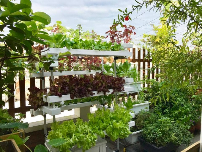 Vườn rau sạch 200m2 sum suê cây trái của nữ giám đốc Sài Gòn ảnh 1