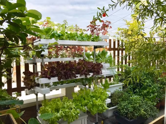 Vườn rau sạch 200m2 sum suê cây trái của nữ giám đốc Sài Gòn ảnh 1