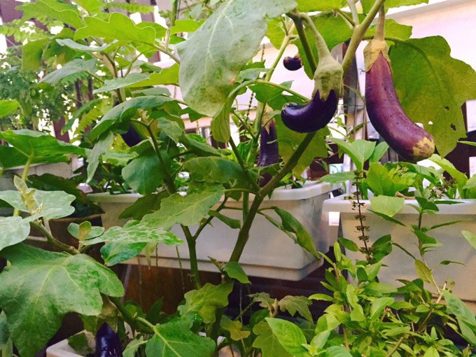 Vườn rau sạch 200m2 sum suê cây trái của nữ giám đốc Sài Gòn ảnh 6