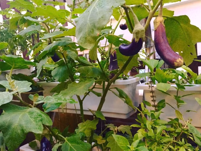 Vườn rau sạch 200m2 sum suê cây trái của nữ giám đốc Sài Gòn ảnh 6