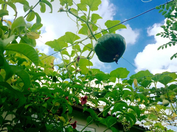 Vườn rau sạch 200m2 sum suê cây trái của nữ giám đốc Sài Gòn ảnh 5