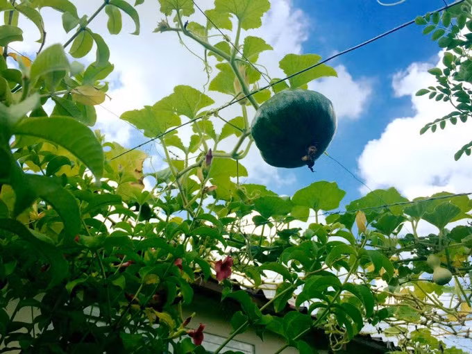 Vườn rau sạch 200m2 sum suê cây trái của nữ giám đốc Sài Gòn ảnh 5