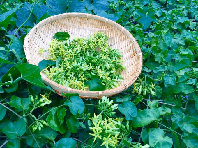 Vườn rau sạch 200m2 sum suê cây trái của nữ giám đốc Sài Gòn ảnh 3