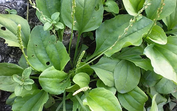 Không nên tùy tiện dùng cây mã đề để uống thay nước lọc.