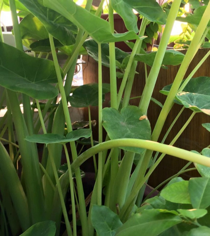 Vườn rau sạch 200m2 sum suê cây trái của nữ giám đốc Sài Gòn ảnh 11