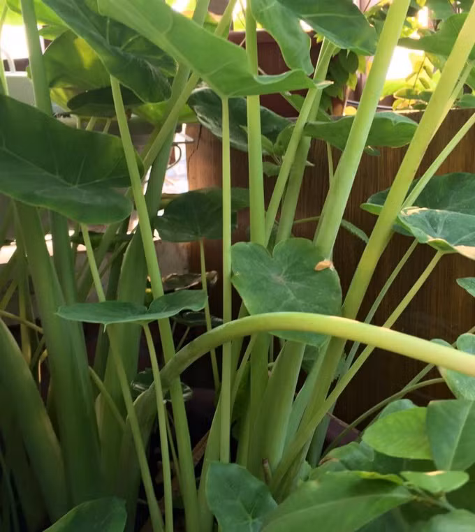 Vườn rau sạch 200m2 sum suê cây trái của nữ giám đốc Sài Gòn ảnh 11