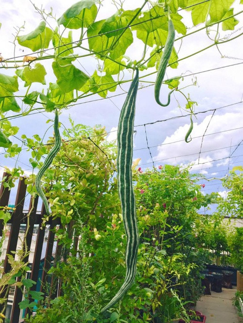 Vườn rau sạch 200m2 sum suê cây trái của nữ giám đốc Sài Gòn ảnh 7