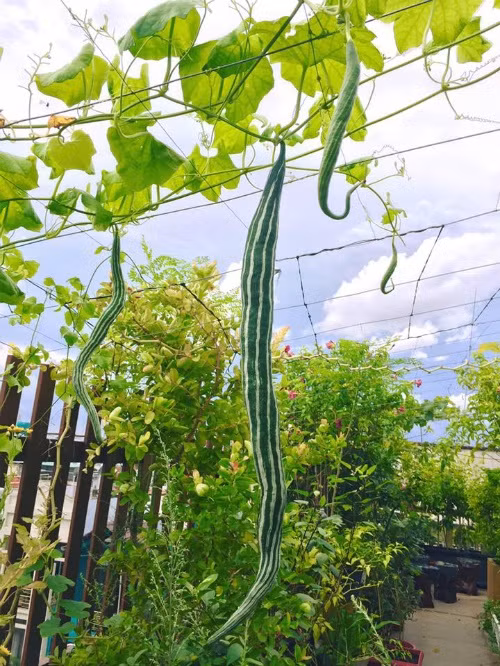 Vườn rau sạch 200m2 sum suê cây trái của nữ giám đốc Sài Gòn ảnh 7