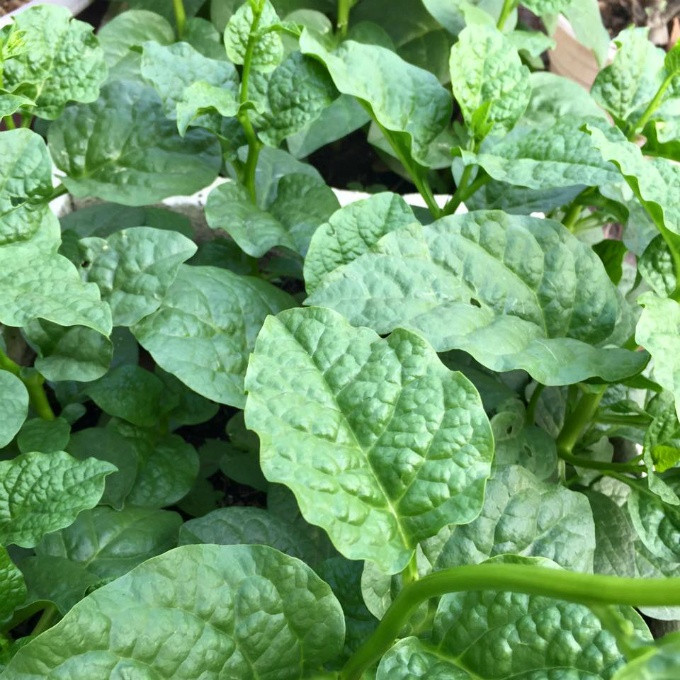 Vườn rau sạch 200m2 sum suê cây trái của nữ giám đốc Sài Gòn ảnh 9