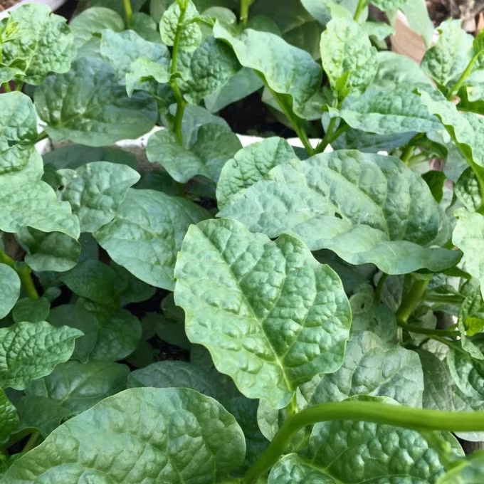 Vườn rau sạch 200m2 sum suê cây trái của nữ giám đốc Sài Gòn ảnh 9