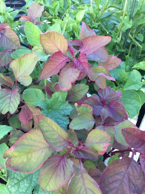 Vườn rau sạch 200m2 sum suê cây trái của nữ giám đốc Sài Gòn ảnh 10