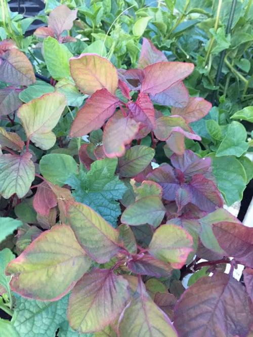 Vườn rau sạch 200m2 sum suê cây trái của nữ giám đốc Sài Gòn ảnh 10