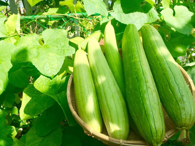 Vườn rau sạch 200m2 sum suê cây trái của nữ giám đốc Sài Gòn ảnh 4