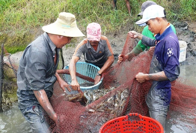 Nông dân vui mừng thu hoạch vụ tôm càng xanh