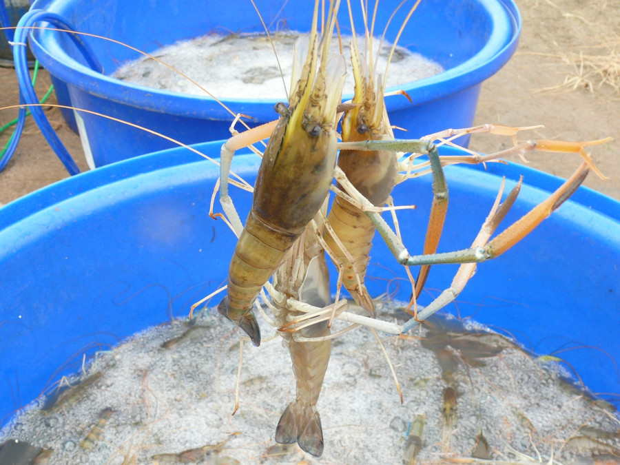 Nhờ trúng vụ tôm nên năm nay người dân sẽ đón Tết vui hơn