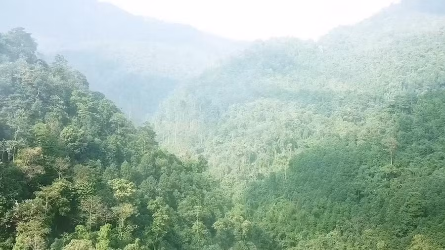 Tỉnh Bắc Kạn có độ che phủ rừng 73%, cao nhất cả nước.